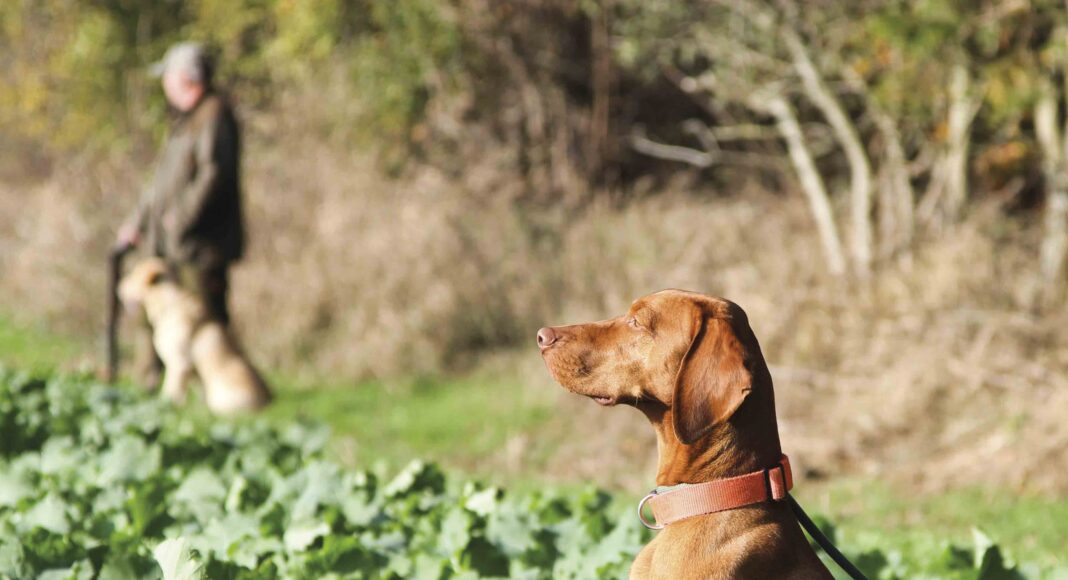 Vizsla