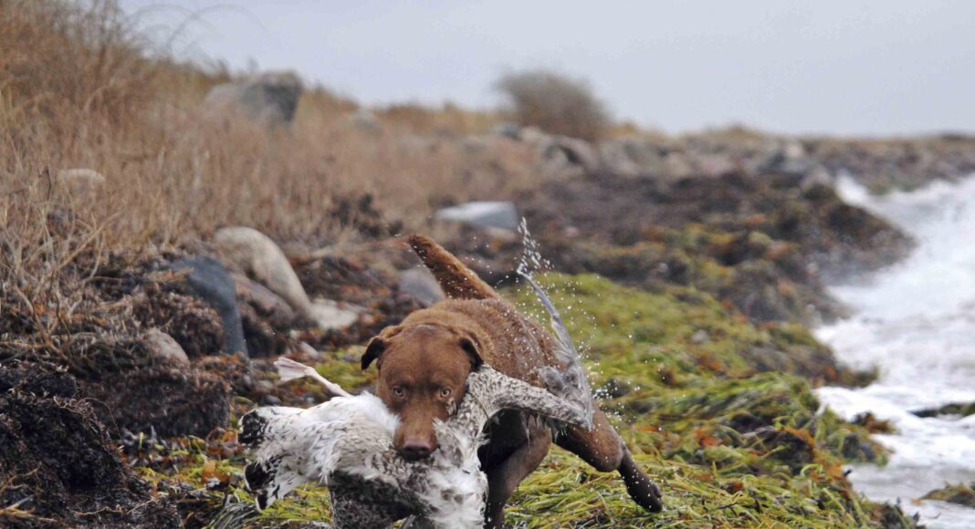 Chesapeake bay retriever