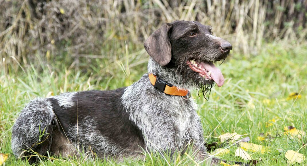 tysk hønsehund