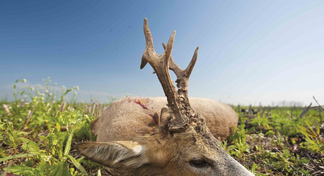 flot seksender nedlagt på bukkejagt