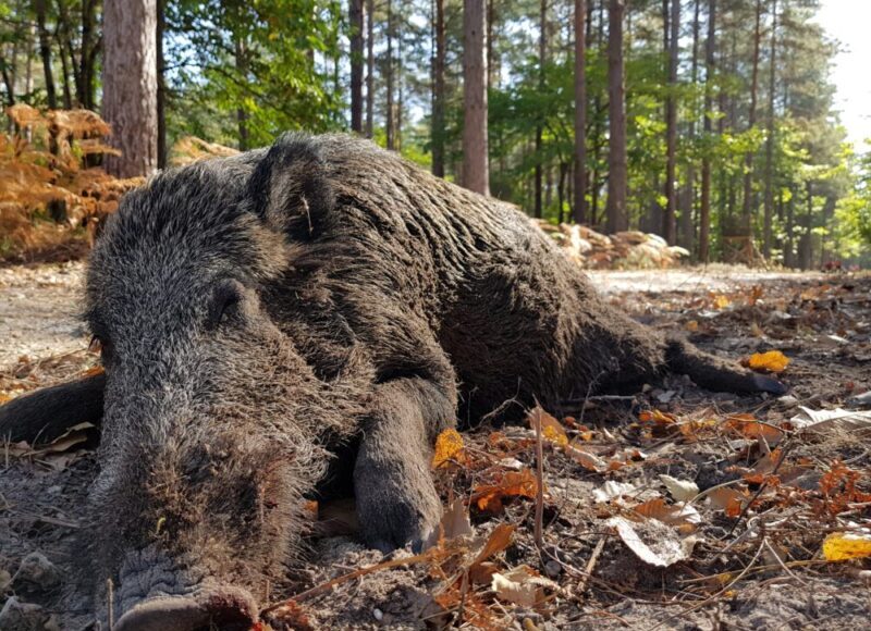 Wild boar fever