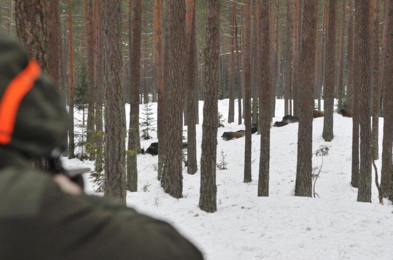 Polen er et populær destination for jagt på vildsvin