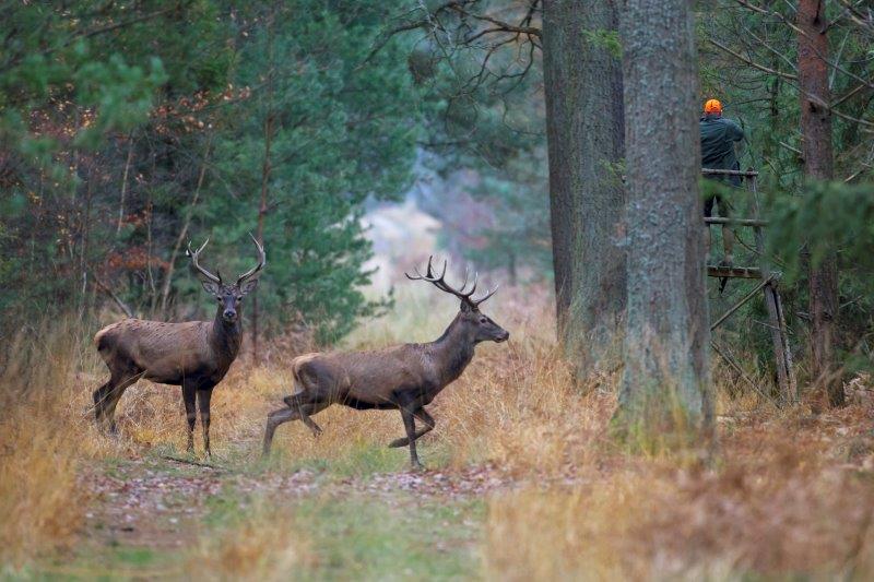 Du kan møde store hjorte på jagtrejse i Polen