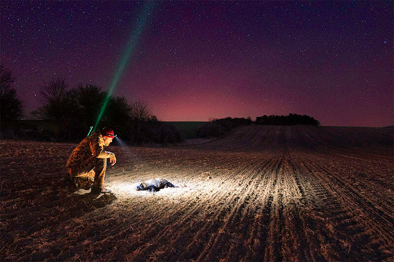 Mårhund nedlagt i natten