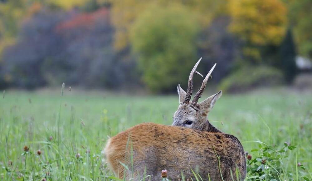 Bukkejagt på brunstjagt i Sverige