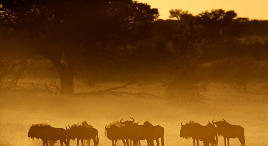 trofæjagt Safari jagt Afrika