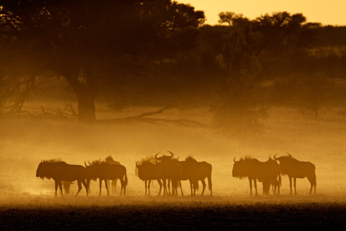 trofæjagt Safari jagt Afrika