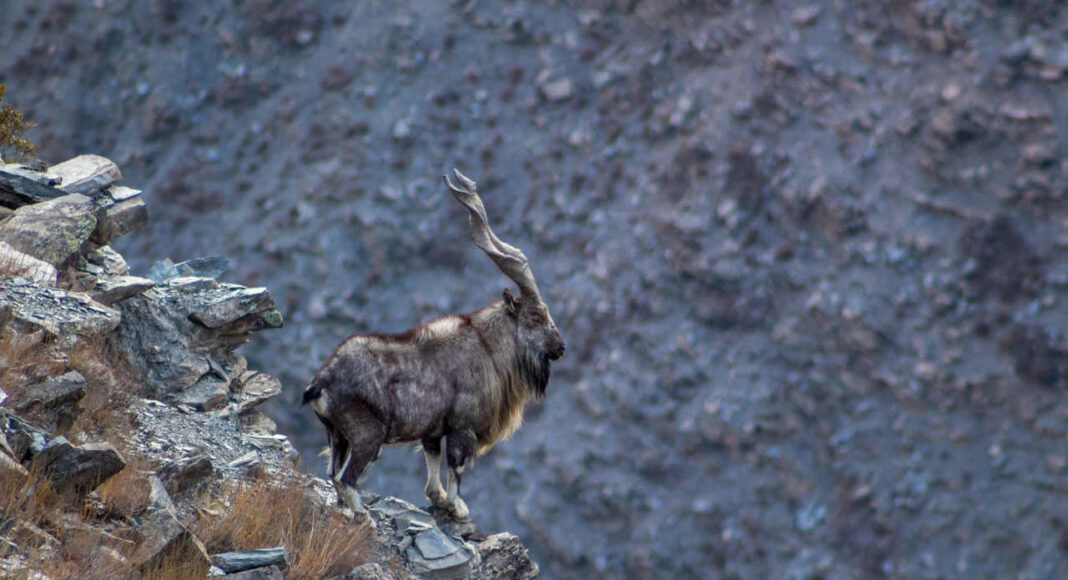 Markhor pioner jagt hunting
