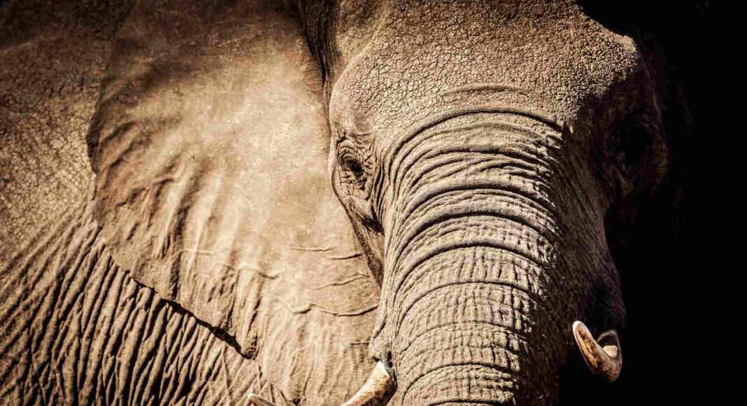 Elefantdød i Botswana
