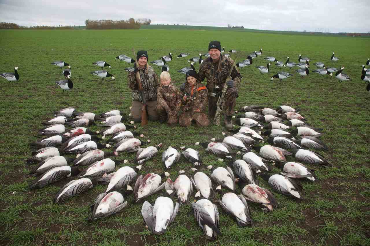 gåsejagt goose hunting