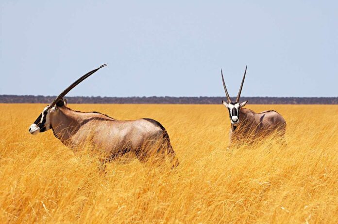 Oryx namibia