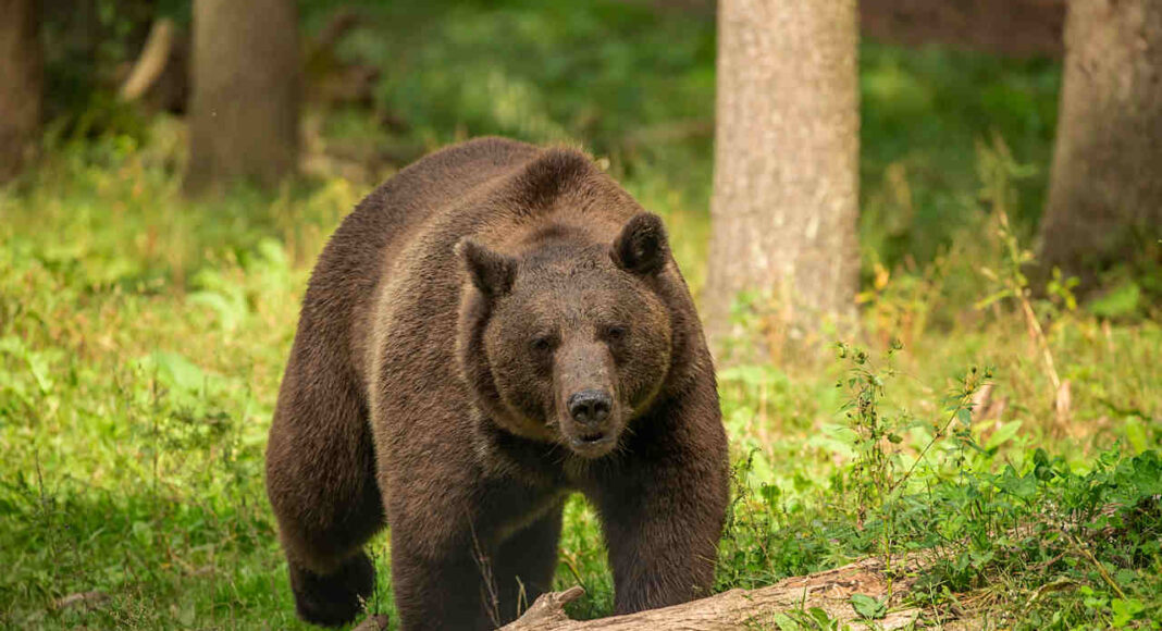 Grizzly
