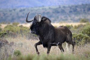 Black wildebeest