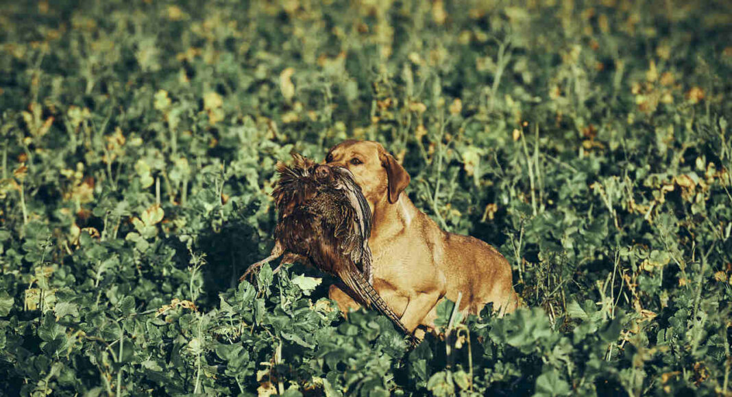 knaldapport