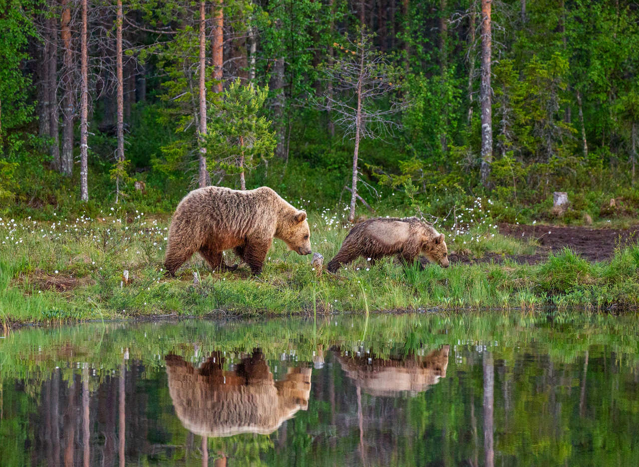 To bjørne i finlands natur