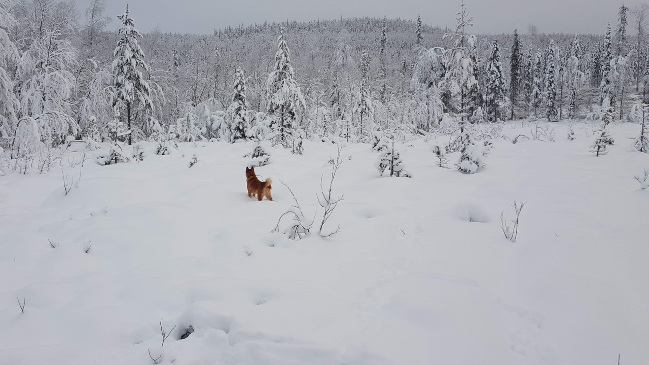 Hund med på jagt i Finland