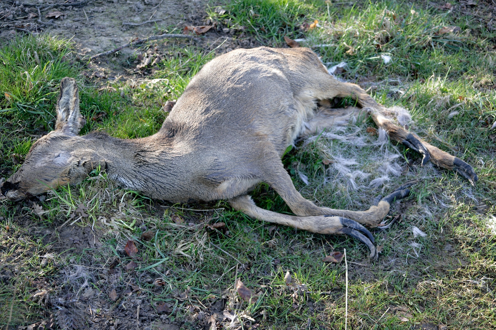 Hundyr med snabelsko fundet som faldvildt