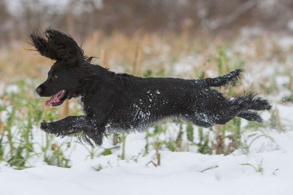 Spaniels tilhører kategorien af stødende jagthunde