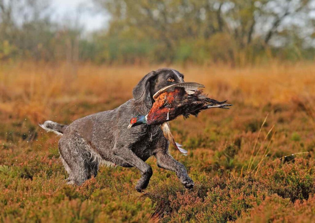 ruhåret hønsehund