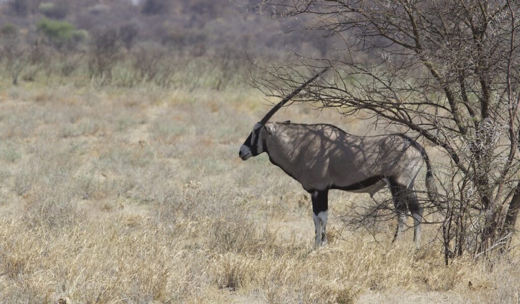 På den store jagtfarm i Namibia findes bl.a. sabelantilope
