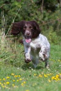 Field Trial Spaniel er en populær jagthund