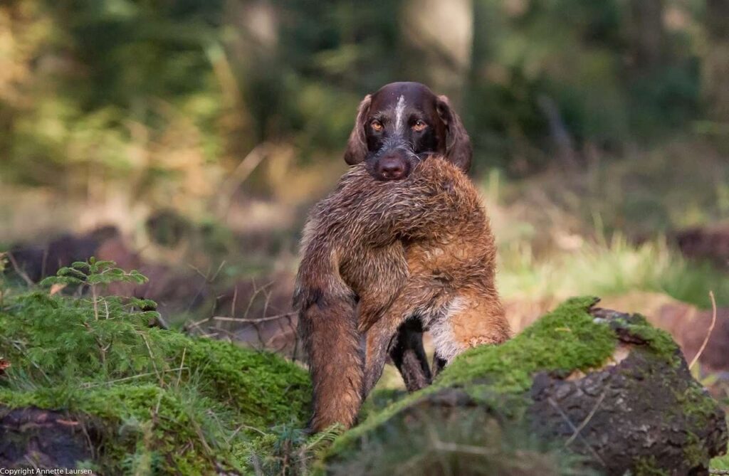 gravhund ræv hund