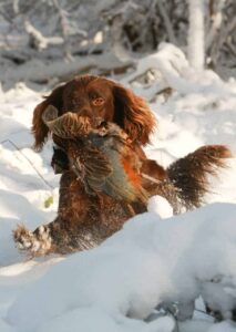 jagthund med fasan ft spaniel