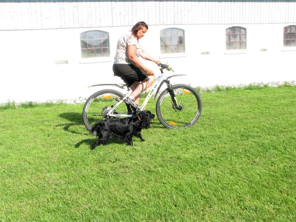 Dame cykler med hund løbende ved siden