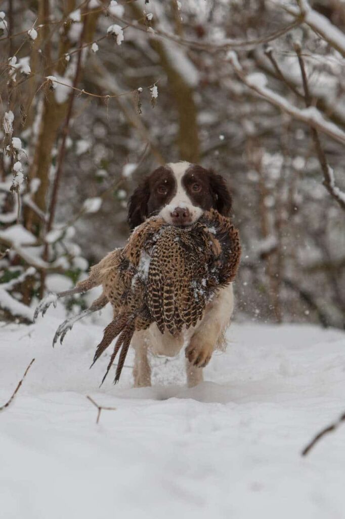 FT Spaniel skal apportere spontant og med blød mund
