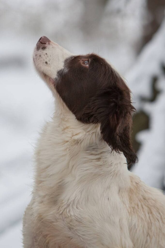 FT Spaniel skal være i ro under træning og jagt