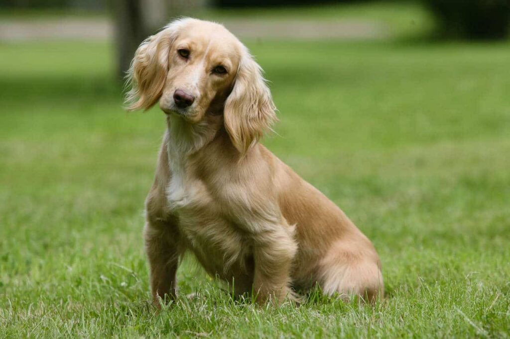 FT Cocker spaniel er ikke så udbredt som Springer Spaniel