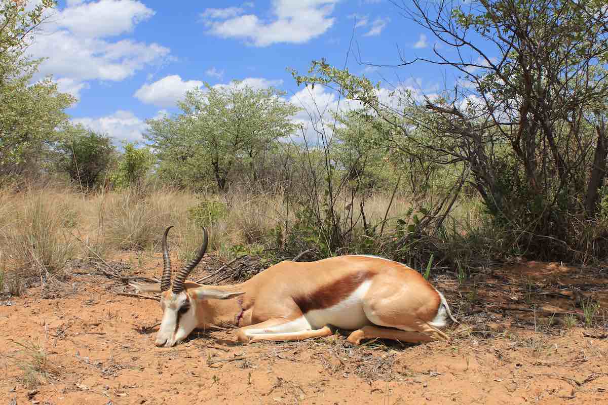 Springbuck nedlagt på jagtfarm ii Namibia