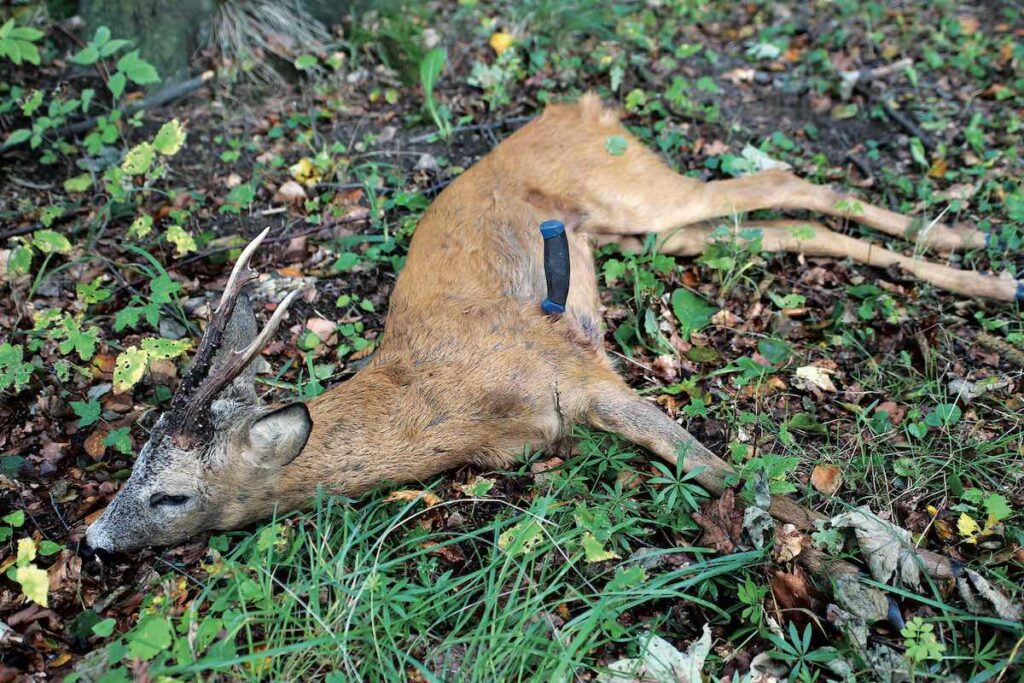 Rådyr aflivet med stik i hjertet fra siden