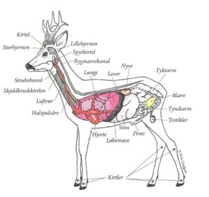 Placeringen af råvildtets organer