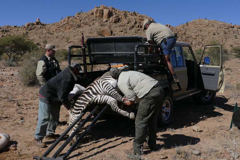 Nedlagt zebra lastes på bilen