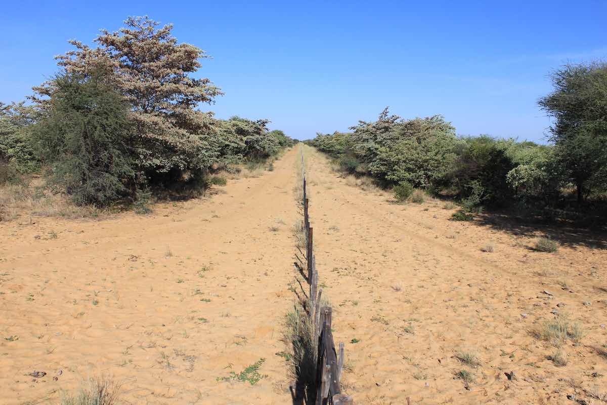  Vildthegn i bushen i Namibia