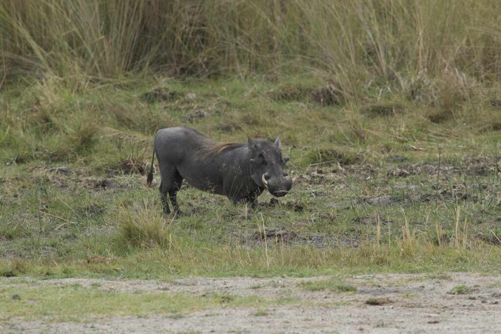 Drikkende vortesvin på jagtfarm i Namibia