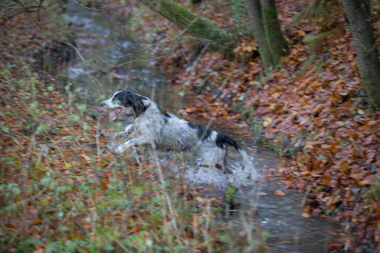 sneppejagt, jagthund