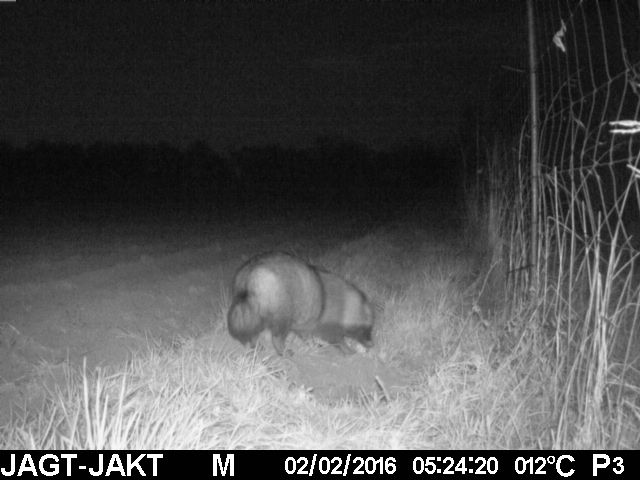 Mårhund fotograferet på vildtkamera