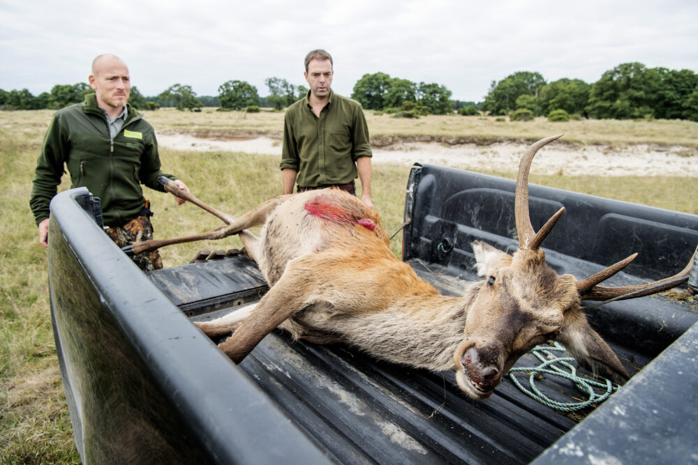Lille Vildmose