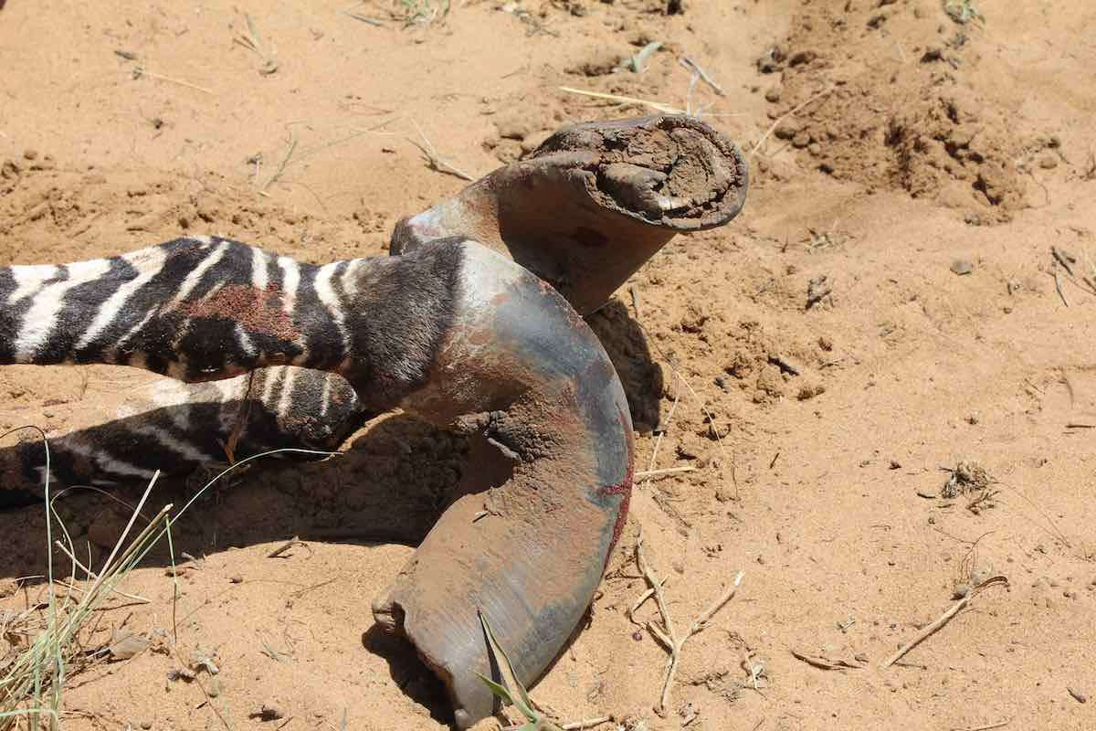 Forvoksede hove på bjergzebra