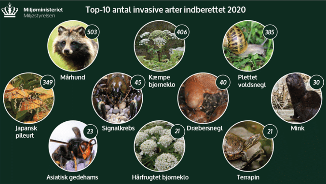 invasive arter