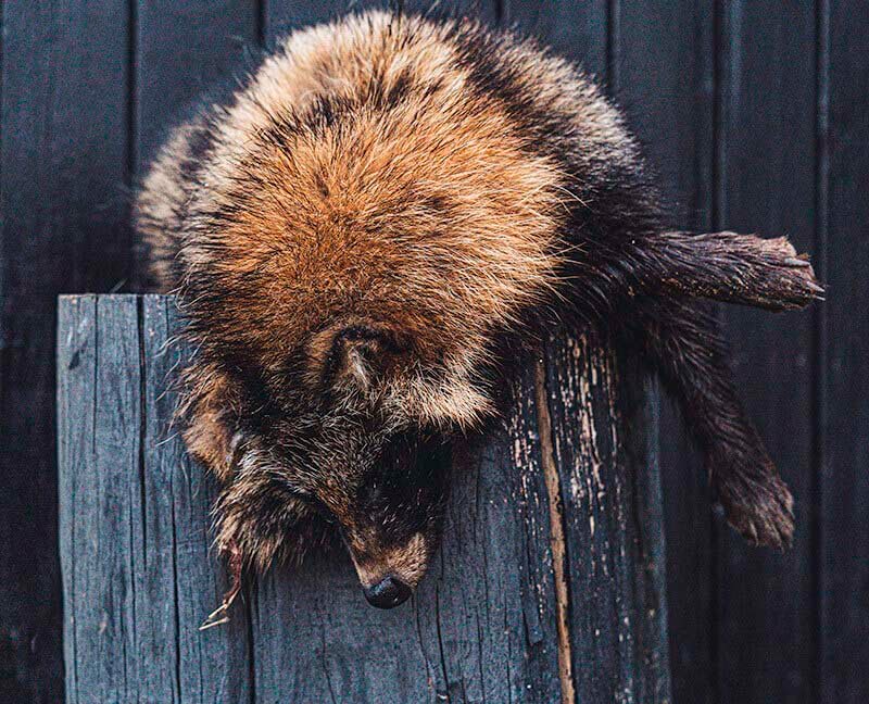 Død mårhund. jagt på mårhund
