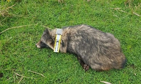 Mårhund med GPS udsættes som judasdyr